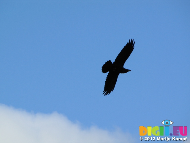 SX24820 Raven (Corvus corax)